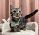 マンチカン(短足)【千葉県・男の子・2023年7月15日・ブラウンタビー】の写真4