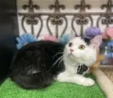 スコティッシュフォールド(立ち耳)【千葉県・男の子・2022年12月1日・ブラック&ホワイト】の写真4