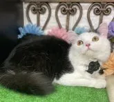 スコティッシュフォールド(立ち耳)【千葉県・男の子・2022年12月1日・ブラック&ホワイト】の写真5