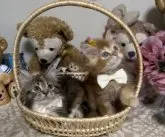 メインクーン【千葉県・女の子・2023年3月22日・レッドタビー】の写真5