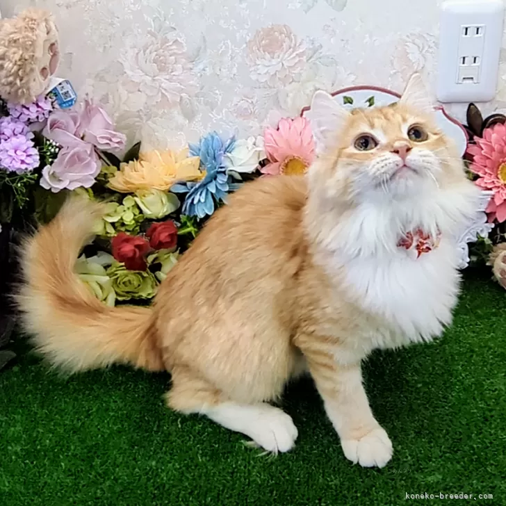 メインクーン【千葉県・女の子・2025年4月1日・レッドタビー&amp;ホワイト】の写真1