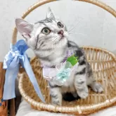 アメリカンショートヘア