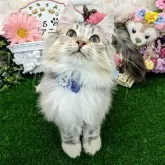 メインクーン