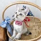 シンガプーラ