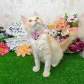 メインクーン【千葉県・女の子・2025年4月1日・レッドタビー&ホワイト】の写真2