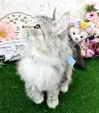 メインクーン【千葉県・男の子・2025年4月1日・シルバータビー&ホワイト】の写真3