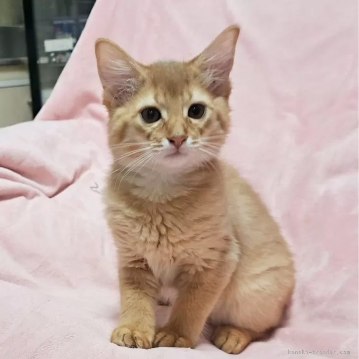ID:2406-00591の子猫