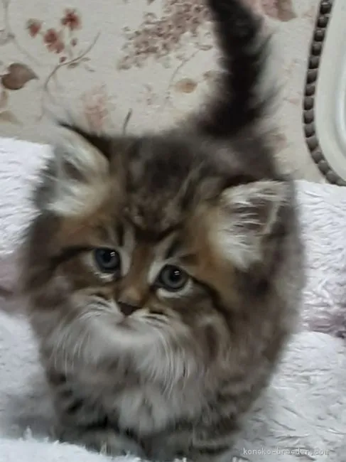 ID：2004-00359の子猫
