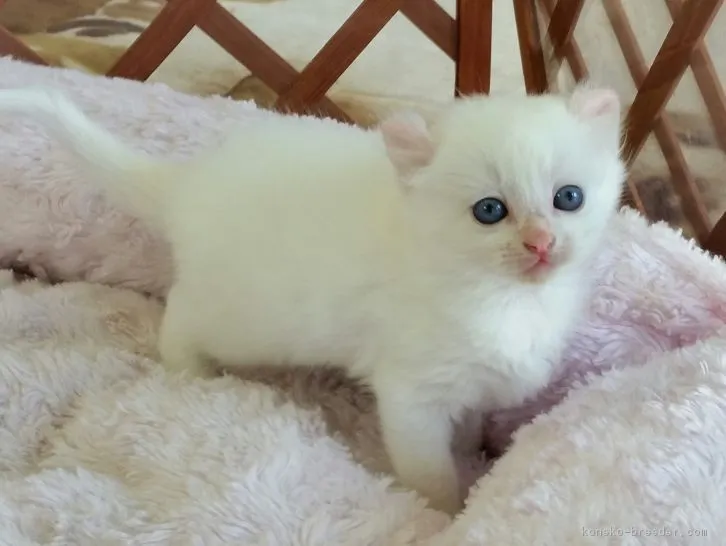 ぷりしら 様のお迎えした子猫