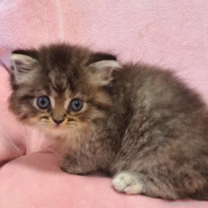 ID:2307-01741の子猫
