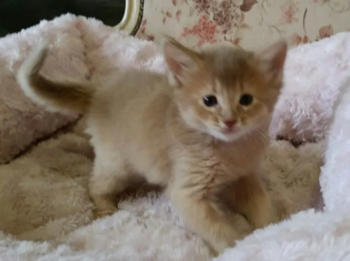 ID：1502-00079の子猫