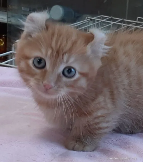 ID：2011-00358の子猫