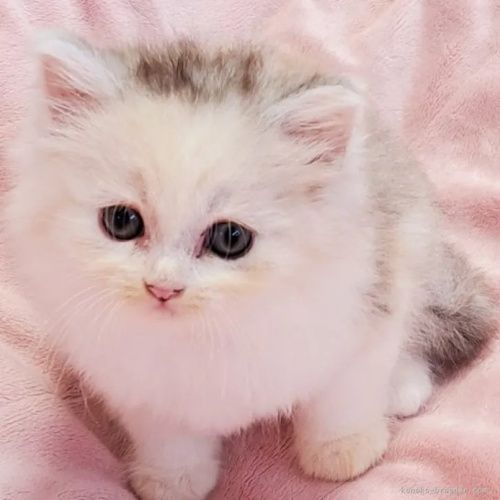 ID：2307-01480の子猫