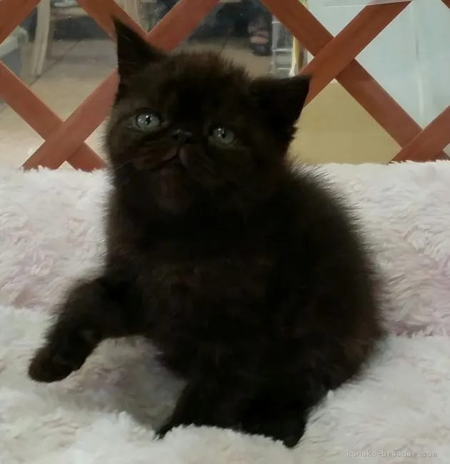 silver6845gi 様のお迎えした子猫