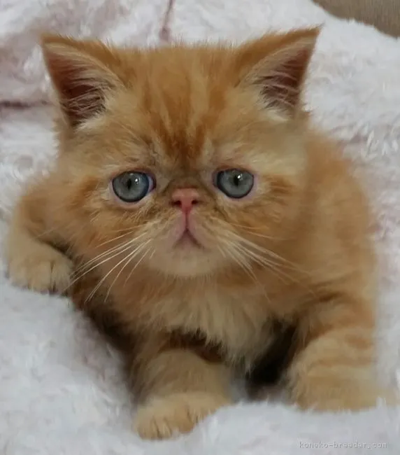 ID:1811-00310の子猫
