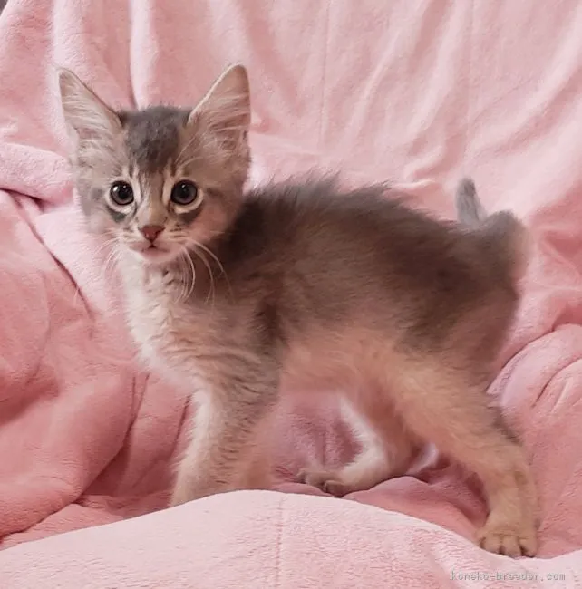 ID:2205-02564の子猫