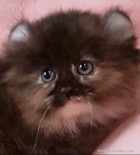 ID:2011-01788の子猫