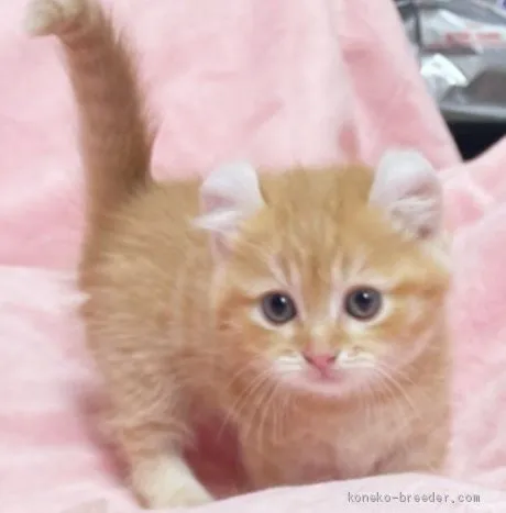 ID:2011-01863の子猫