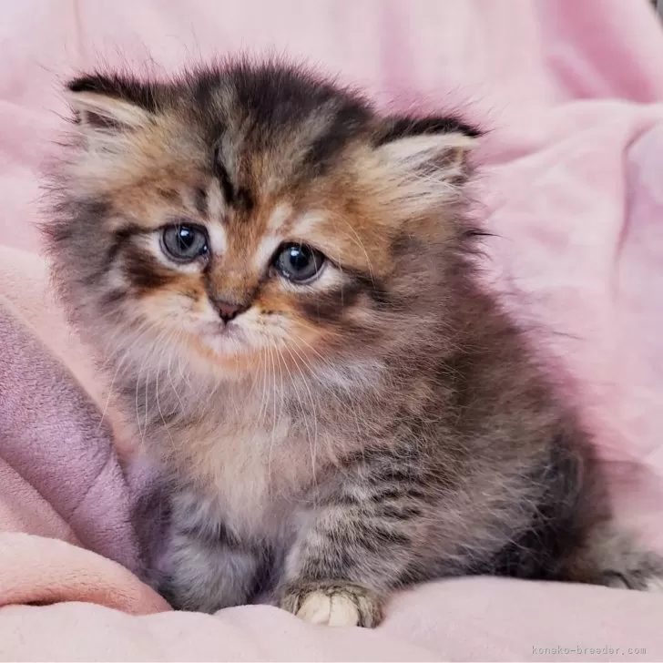 ID：2406-00258の子猫