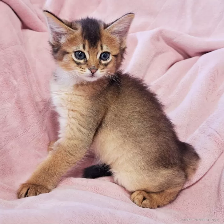 ID:2410-02874の子猫