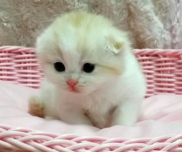 ID：1501-00267の子猫