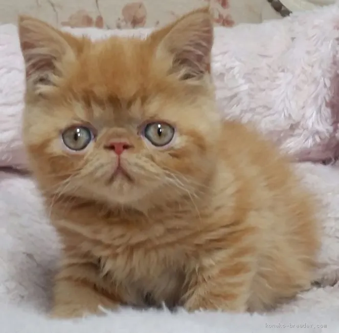 ID:1907-01287の子猫