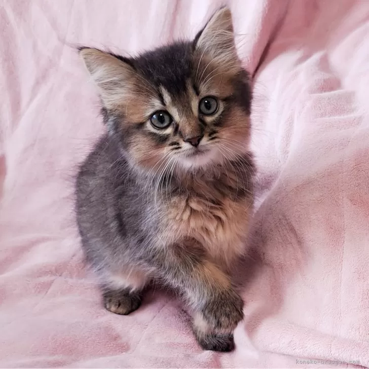 ID:2408-01440の子猫