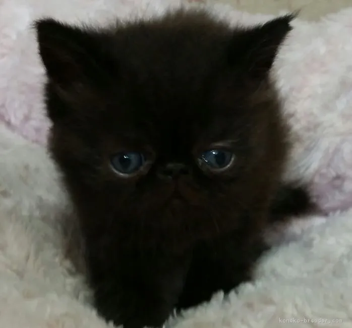 くーちゃんママ 様のお迎えした子猫