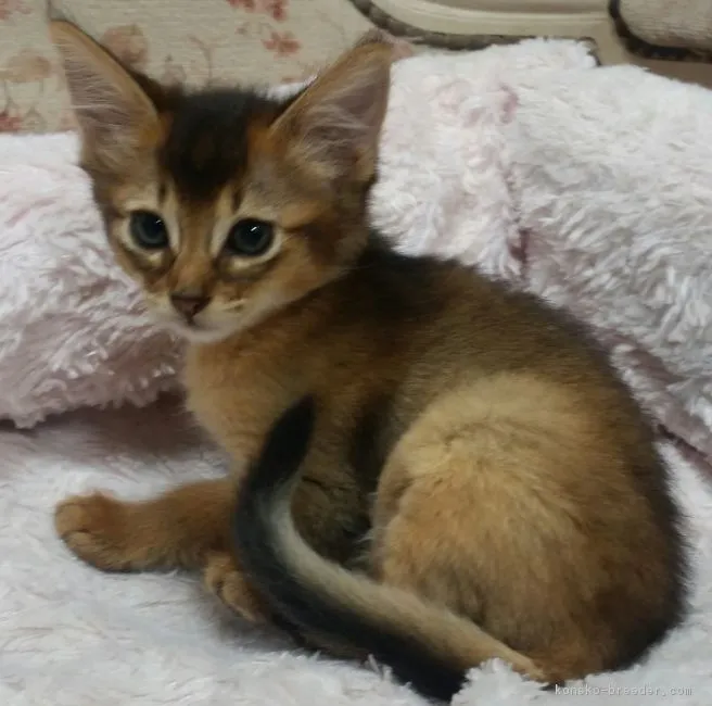 ID：1811-00176の子猫