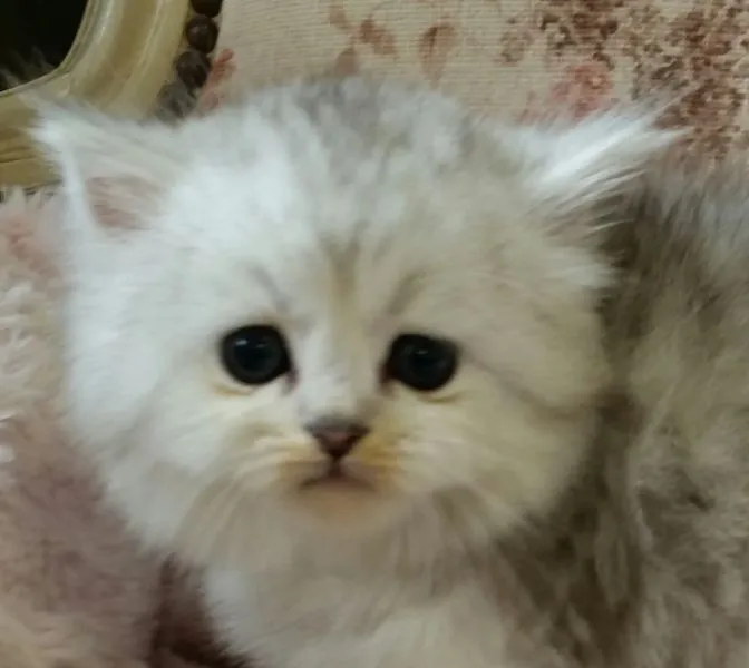 ホヌさん 様のお迎えした子猫