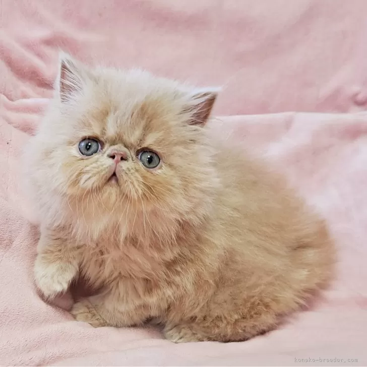 ID：2312-02311の子猫