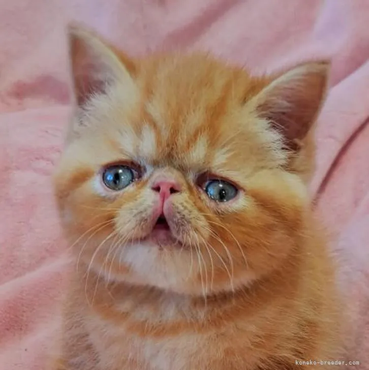 ID:2211-00293の子猫