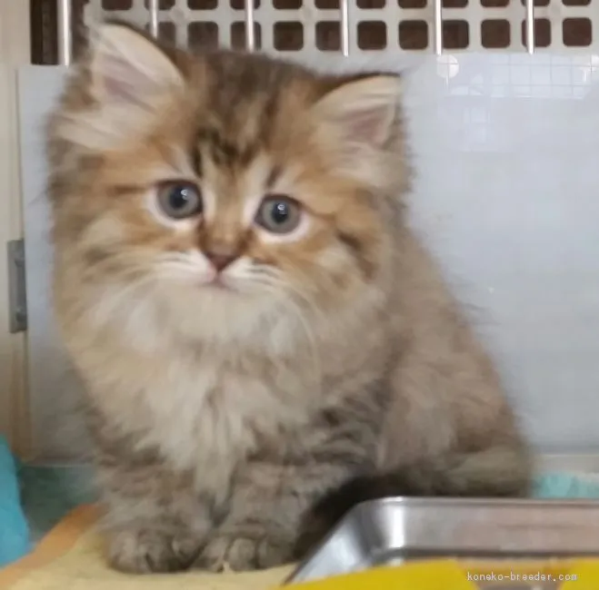 ID:1911-00001の子猫
