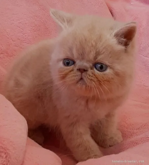 ボー 様のお迎えした子猫