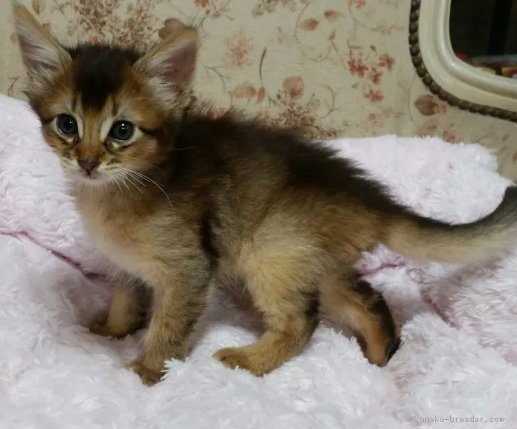 ID：1709-00618の子猫