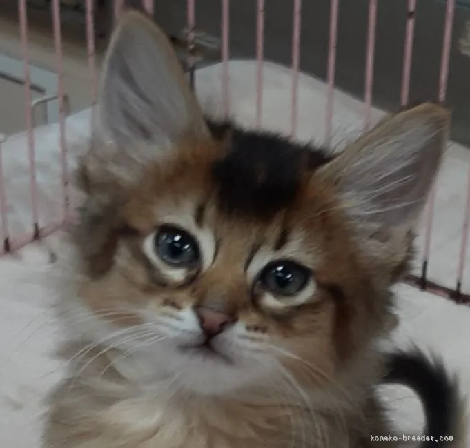 ID：2004-01212の子猫