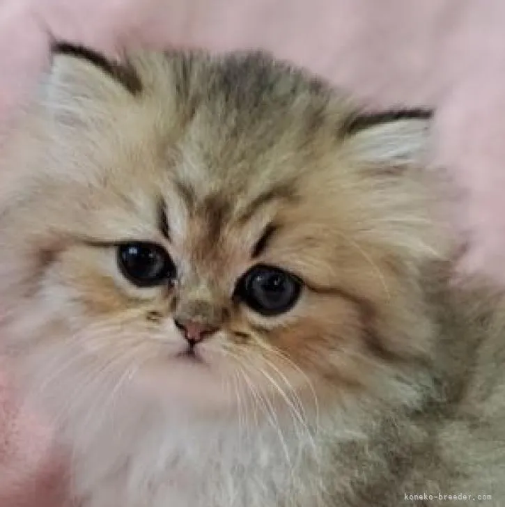 ID：2210-01567の子猫