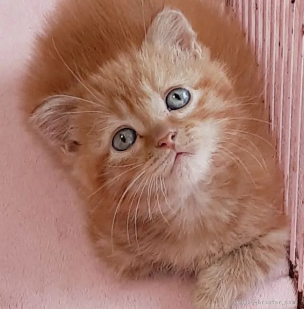 ID:2106-01000の子猫