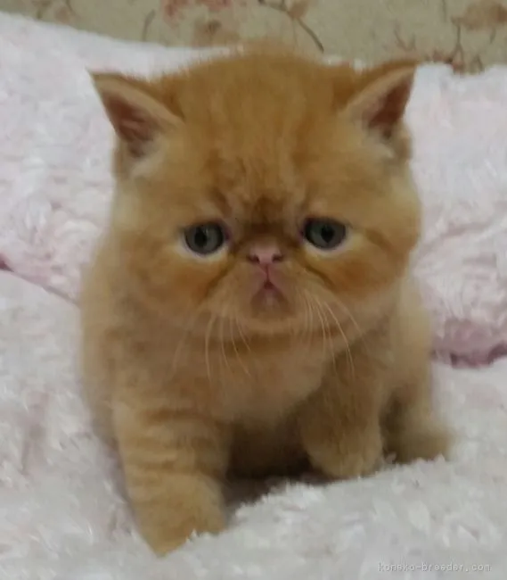 チングー 様のお迎えした子猫