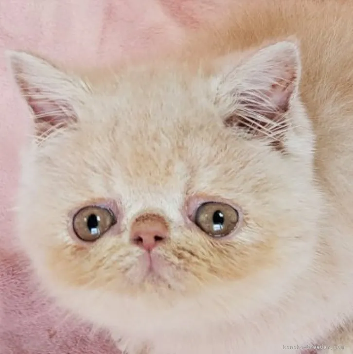 mappy 様のお迎えした子猫