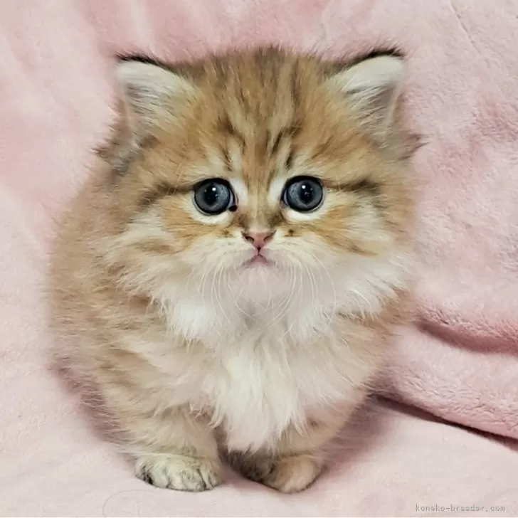 ID：2404-00592の子猫