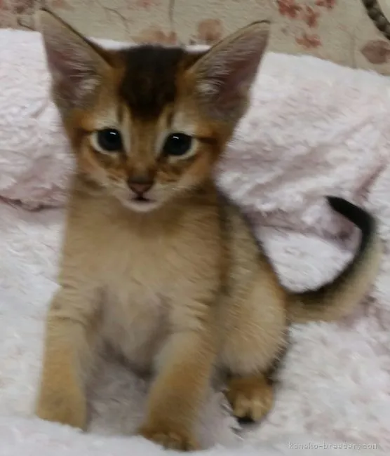 JOE3MAYO 様のお迎えした子猫