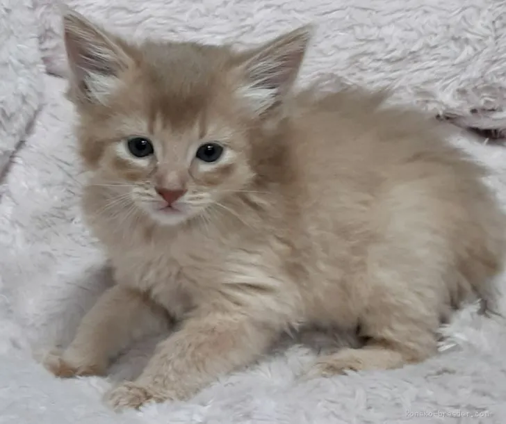 ID:2004-00370の子猫
