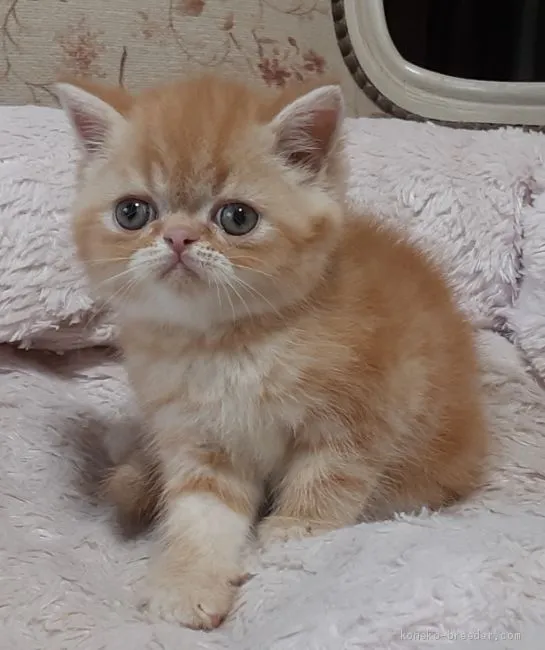 ID:2005-01533の子猫