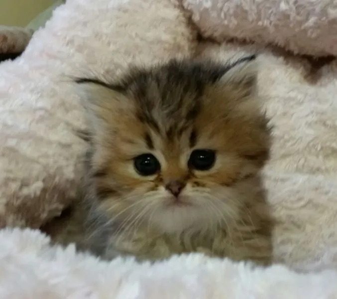 ID:1505-00149の子猫