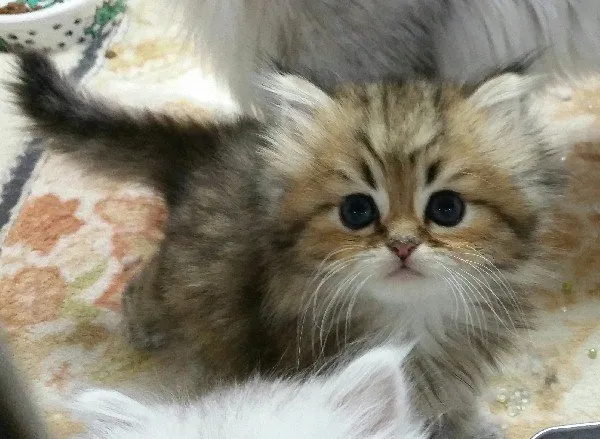 ID：1412-00080の子猫