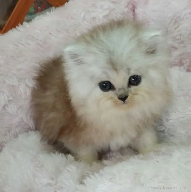 うっし 様のお迎えした子猫