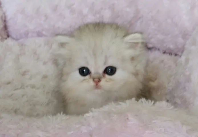 ID：1505-00438の子猫