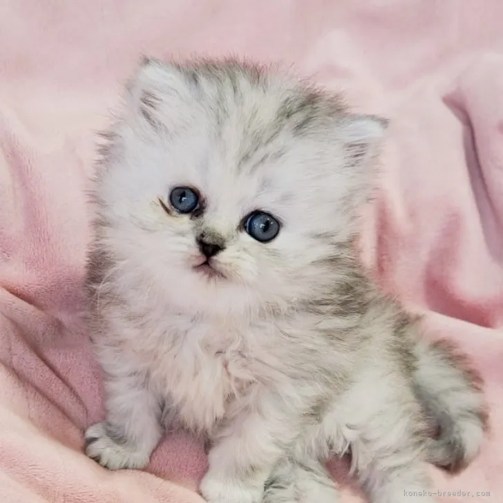 ID:2312-01155の子猫