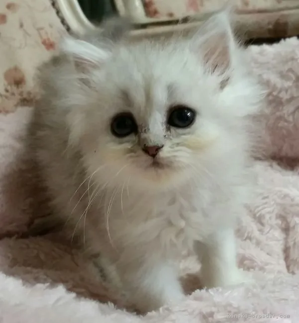 匿名 様のお迎えした子猫